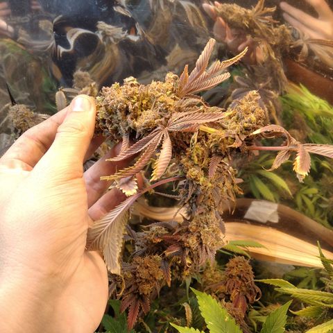 Runtz growlog timeline photo