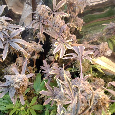Runtz growlog timeline photo