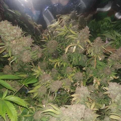 Hawaiann Snow growlog timeline photo