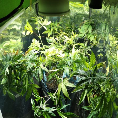 Orange Cake #2 growlog timeline photo