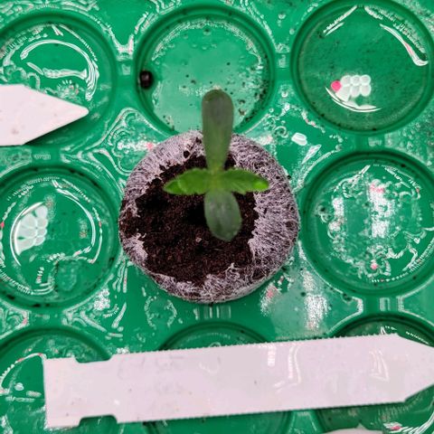 Krümelinchen growlog timeline photo