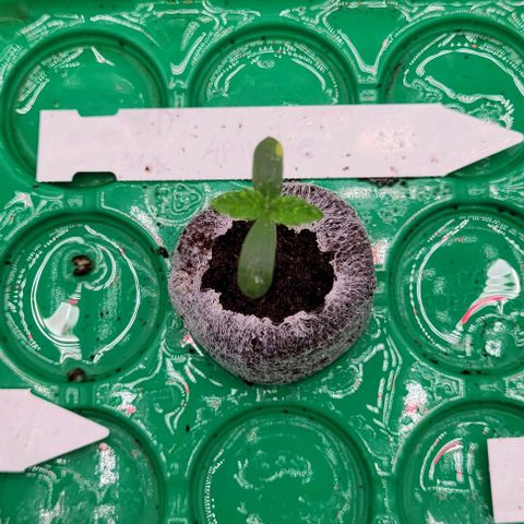 Aphrodite growlog timeline photo
