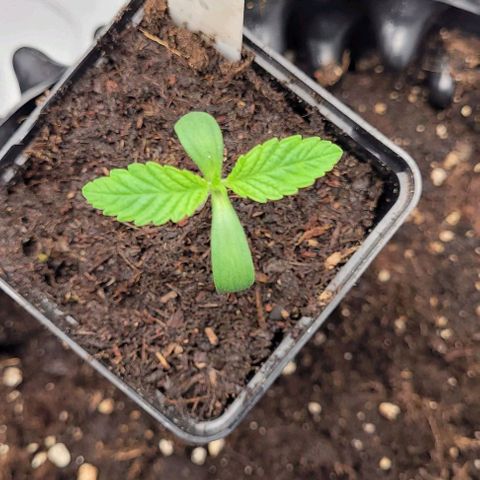 Krümelinchen growlog timeline photo
