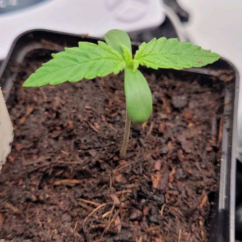 Aphrodite growlog timeline photo