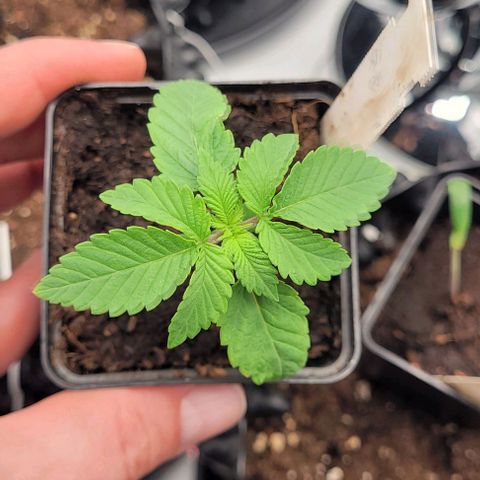 Krümelinchen growlog timeline photo