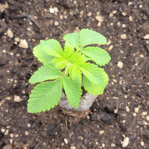 Krümelinchen growlog timeline photo