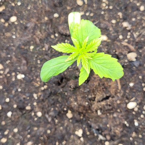 Linda / Mutant growlog timeline photo