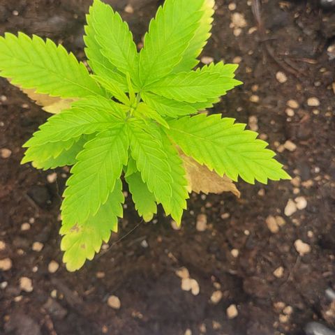 Aphrodite growlog timeline photo