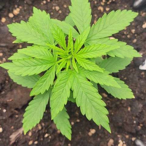 Linda / Mutant growlog timeline photo