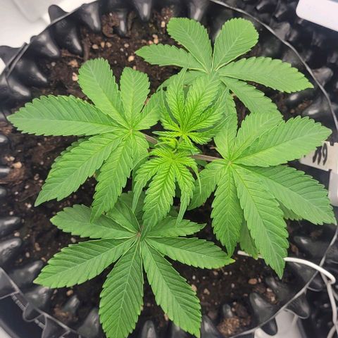 Krümelinchen growlog timeline photo