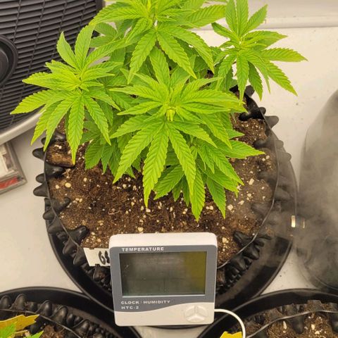 Krümelinchen growlog timeline photo