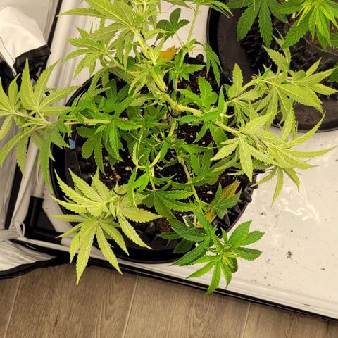 Aphrodite growlog timeline photo