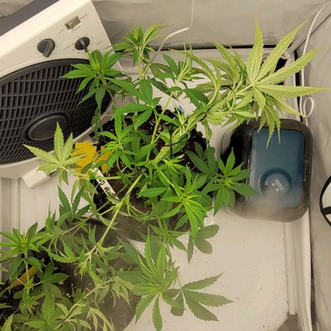 Linda / Mutant growlog timeline photo