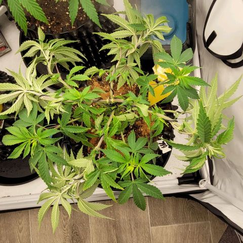 Krümelinchen growlog timeline photo