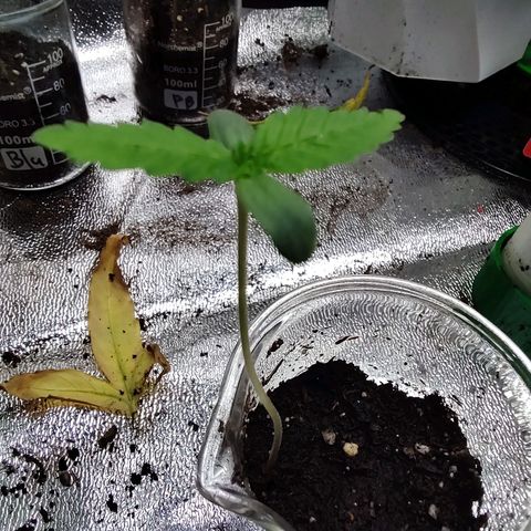 Strawberry growlog photo: 8cm