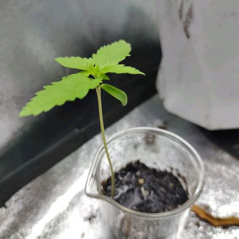 Strawberry growlog timeline photo