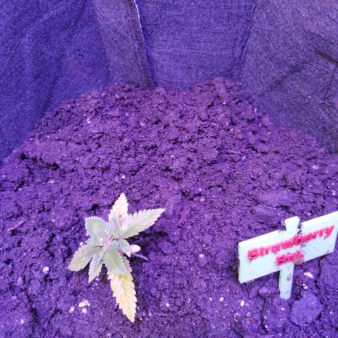 Strawberry growlog photo: Remove tutor and added soil