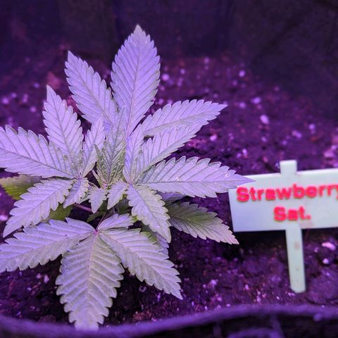 Strawberry growlog timeline photo