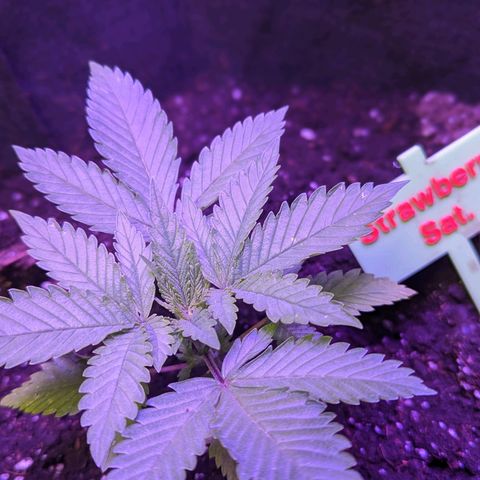 Strawberry growlog timeline photo