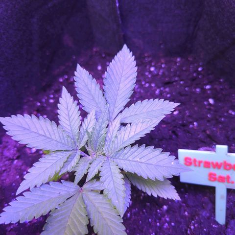 Strawberry growlog timeline photo