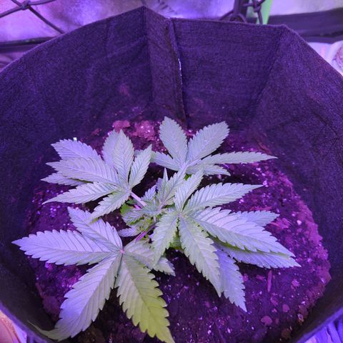 Strawberry growlog timeline photo