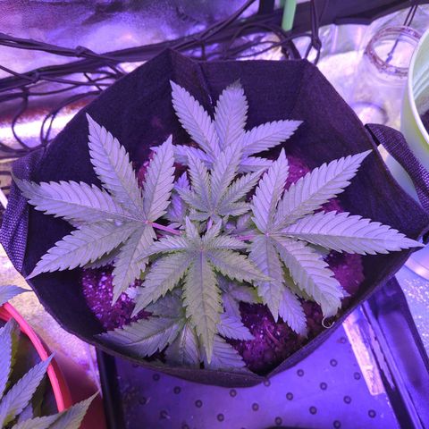 Strawberry growlog timeline photo