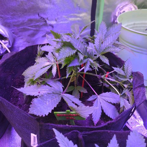 Strawberry growlog timeline photo