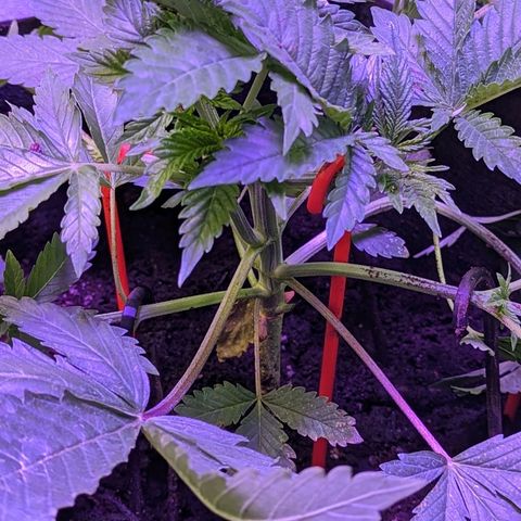 Strawberry growlog timeline photo