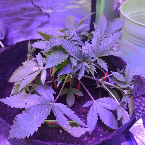 Strawberry growlog timeline photo