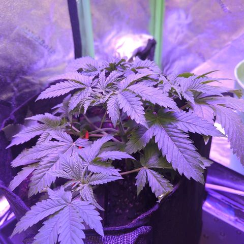 Strawberry growlog timeline photo