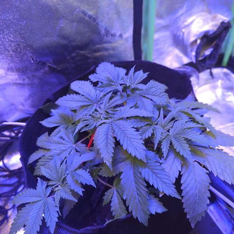 Strawberry growlog timeline photo