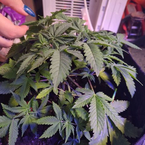 Strawberry growlog timeline photo