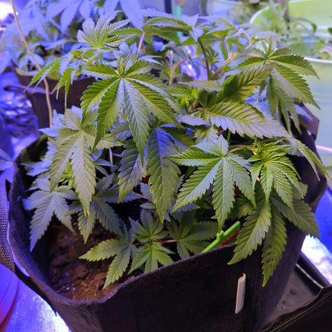 Strawberry growlog timeline photo