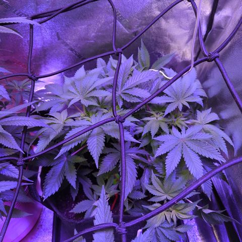 Strawberry growlog timeline photo