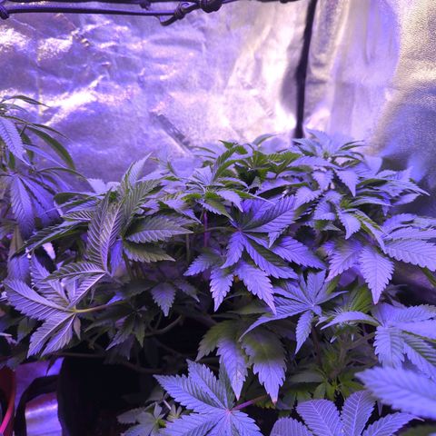 Strawberry growlog timeline photo