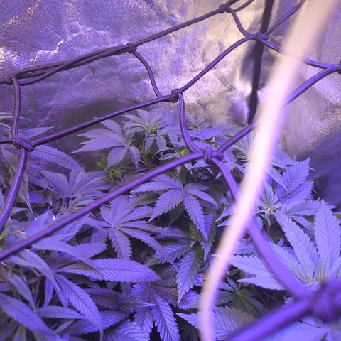 Strawberry growlog timeline photo