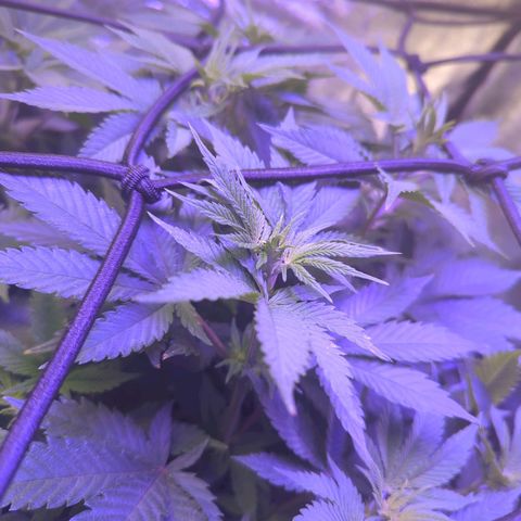 Strawberry growlog timeline photo