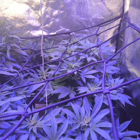 Strawberry growlog timeline photo