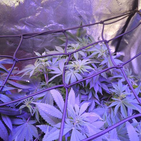Strawberry growlog timeline photo