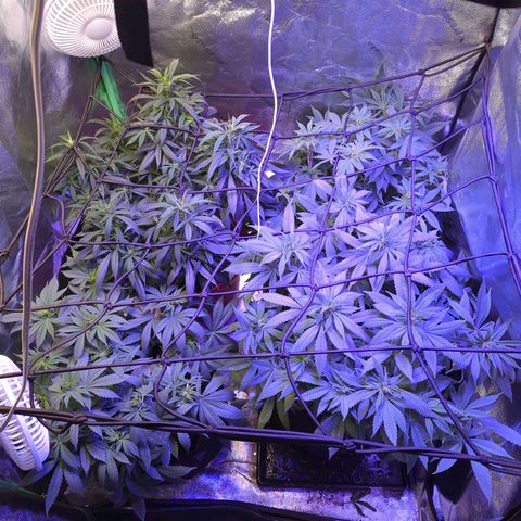 Strawberry growlog timeline photo