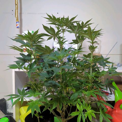 Strawberry growlog timeline photo