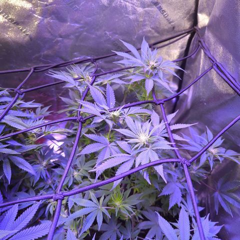 Strawberry growlog timeline photo