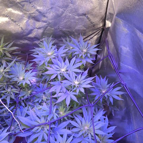 Strawberry growlog timeline photo