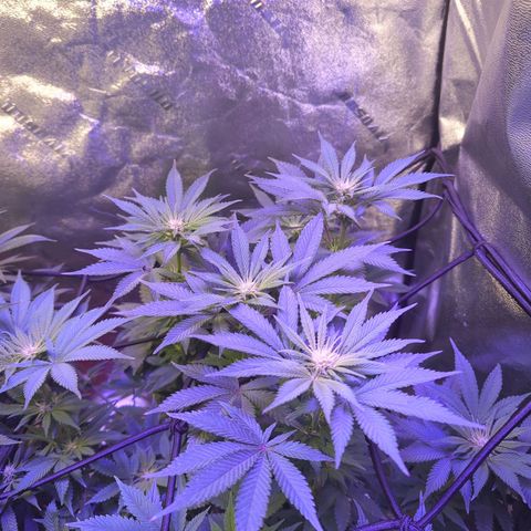 Strawberry growlog timeline photo