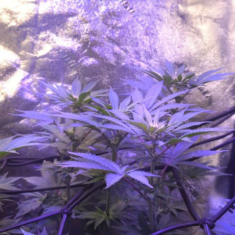 Strawberry growlog timeline photo
