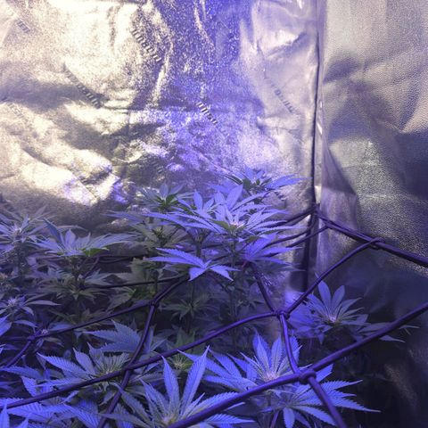 Strawberry growlog timeline photo