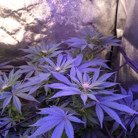 Strawberry growlog timeline photo