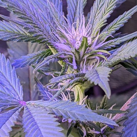 Strawberry growlog timeline photo