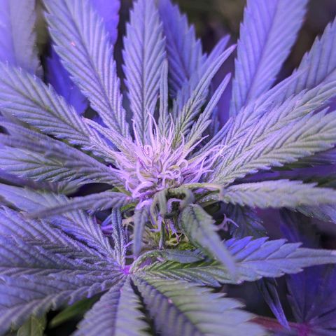 Strawberry growlog timeline photo
