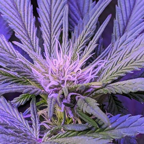 Strawberry growlog timeline photo